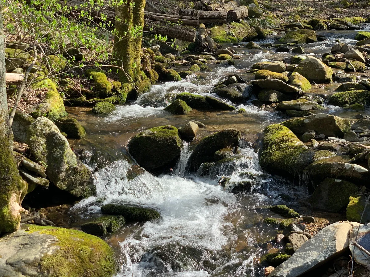 An idyllic creek flows gently over moss-covered rocks, surrounded by vibrant greenery and shaded by overhanging trees. The scene captures the peaceful and immersive quality of the natural landscape just beyond the deck, inviting guests to enjoy the sights and sounds of the Smokies.