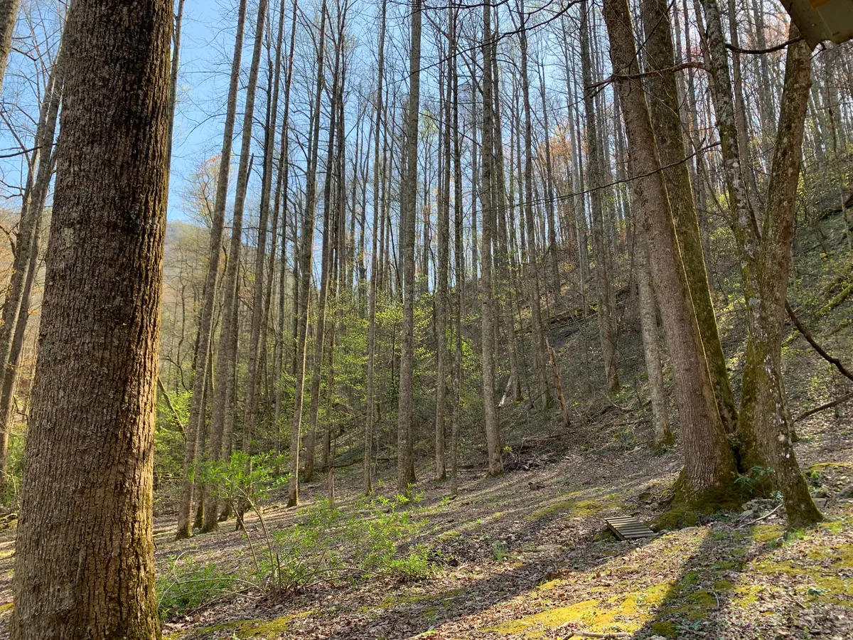 A serene forest scene featuring tall trees, lush underbrush, and sunlight streaming through the branches. The setting invites exploration and the discovery of wildlife, encouraging outdoor family adventures in a peaceful natural environment.